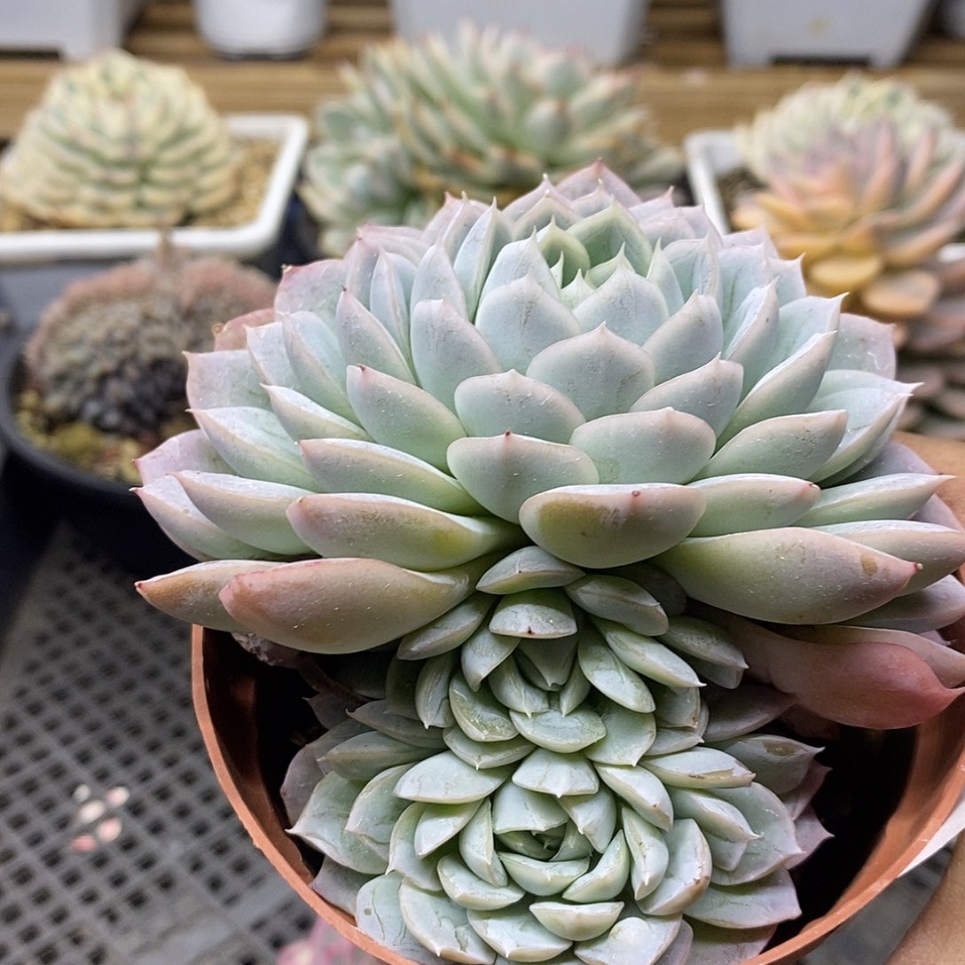 1742 福利墨西哥雪球 不售后