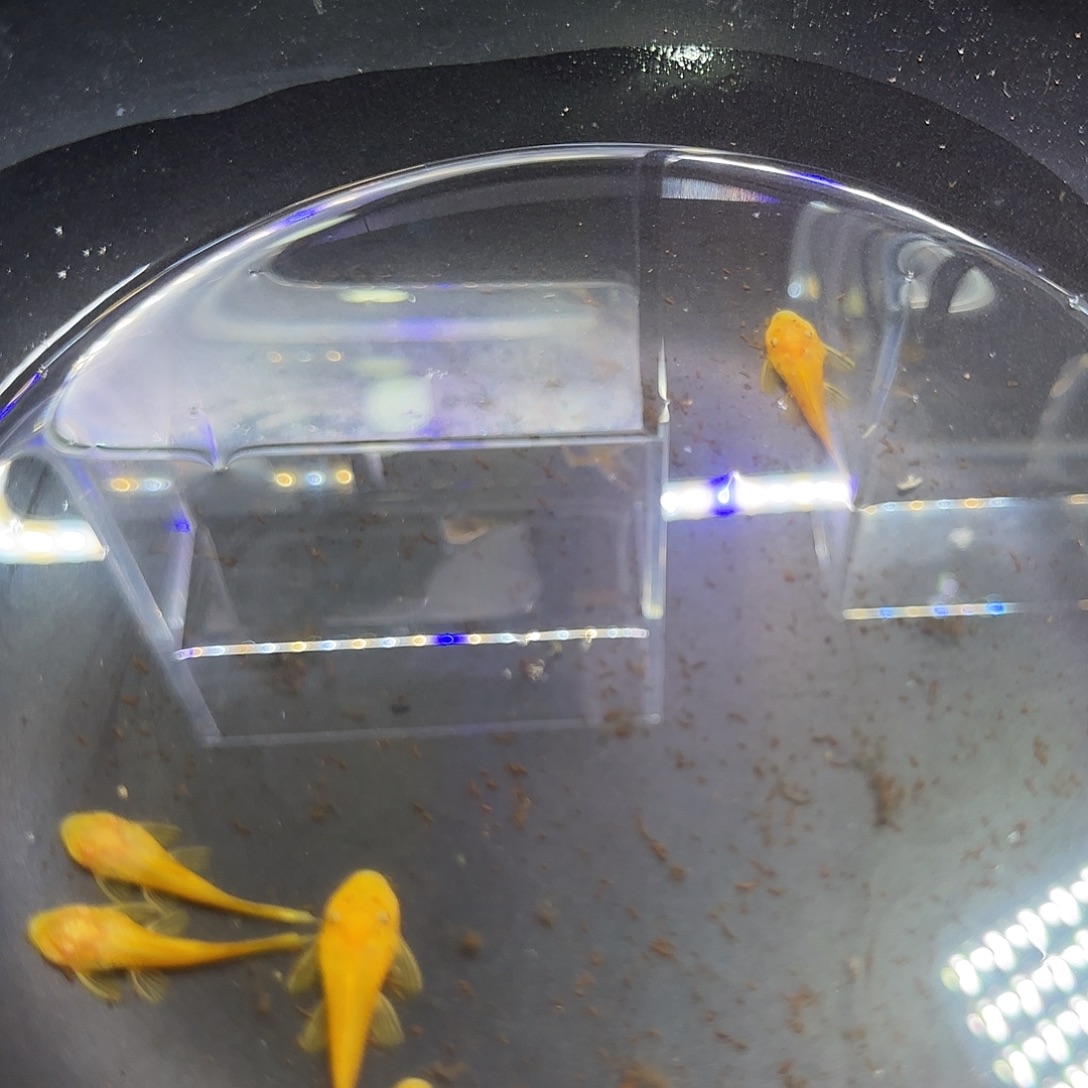 孔雀鱼黄金胡子六条