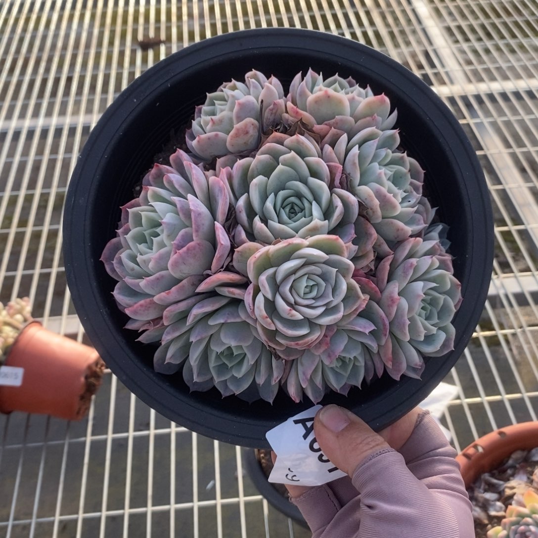 631约瑟琳手捧一物一拍