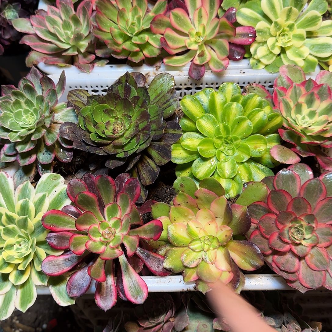 好***连直播间二号框模特包邮8棵