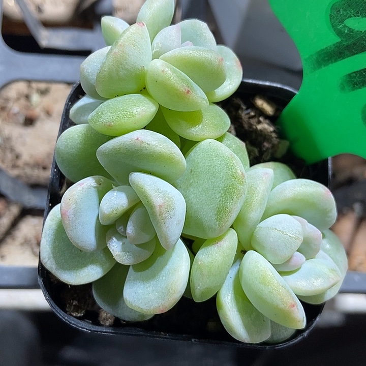 多肉植物冰玉石化裙916多肉