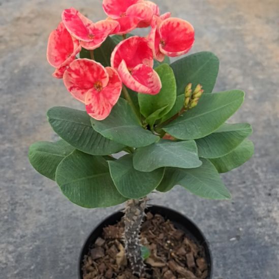 花***枚完全开放金辉直播间一物一拍