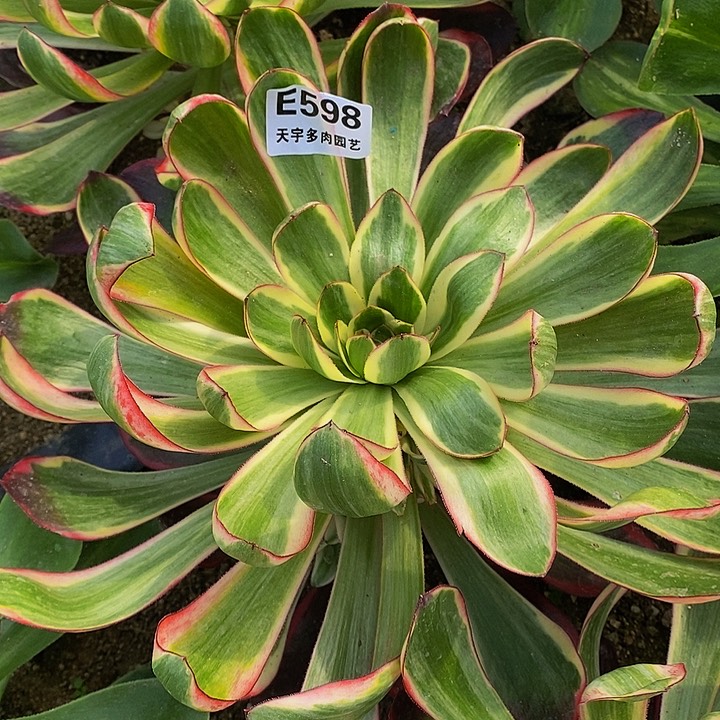 多肉巫毒白598多肉