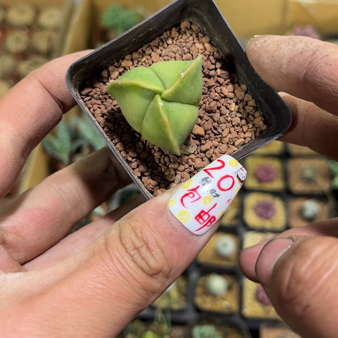 精选三角绿皮单头发货有根