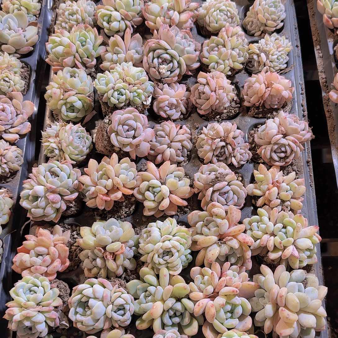 直播一物一拍多肉54