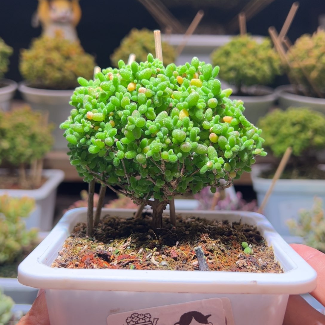 471蜜橘一物一拍带盆土发货