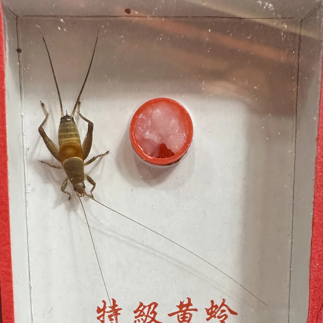 人工《凤仙子➕烈焰仙子》一组两条