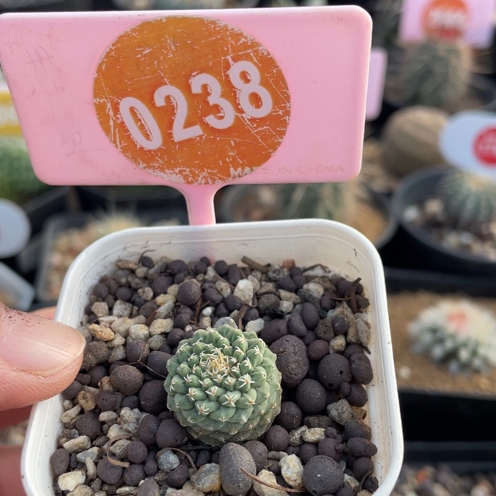 实生菊水023800000