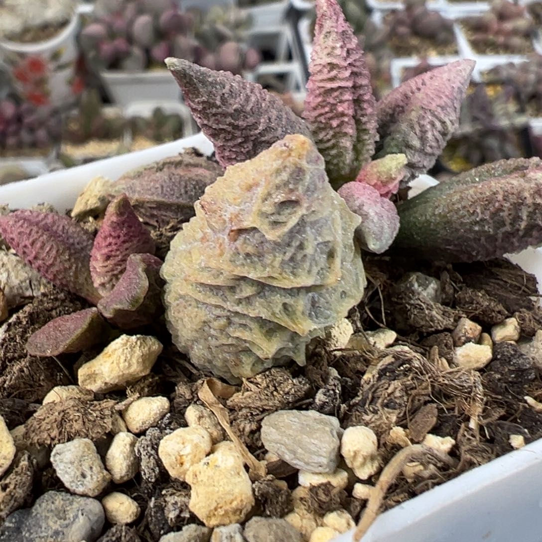  特价融化纹冰激凌带桩多肉植物水泡