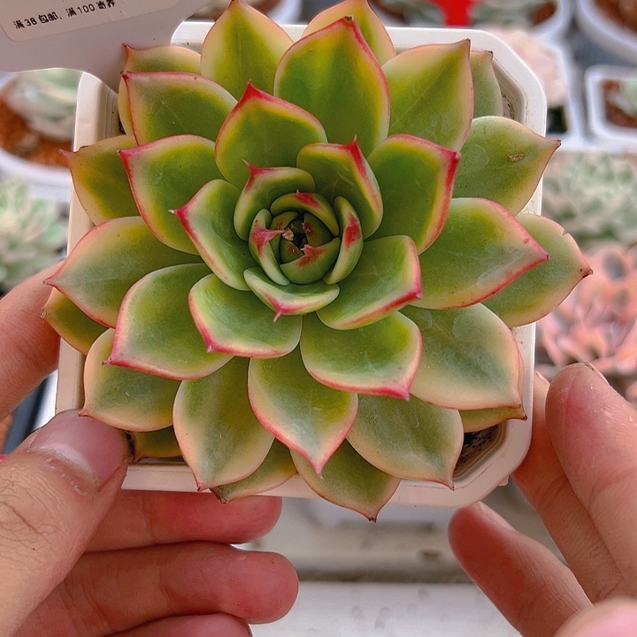 47号桃花锦多肉植物