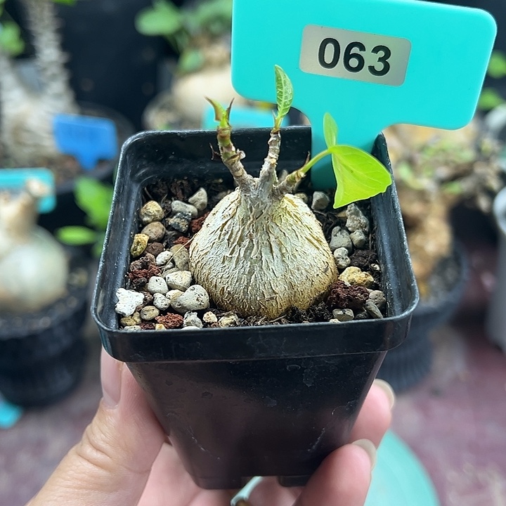 红脉榕多肉植物一颗