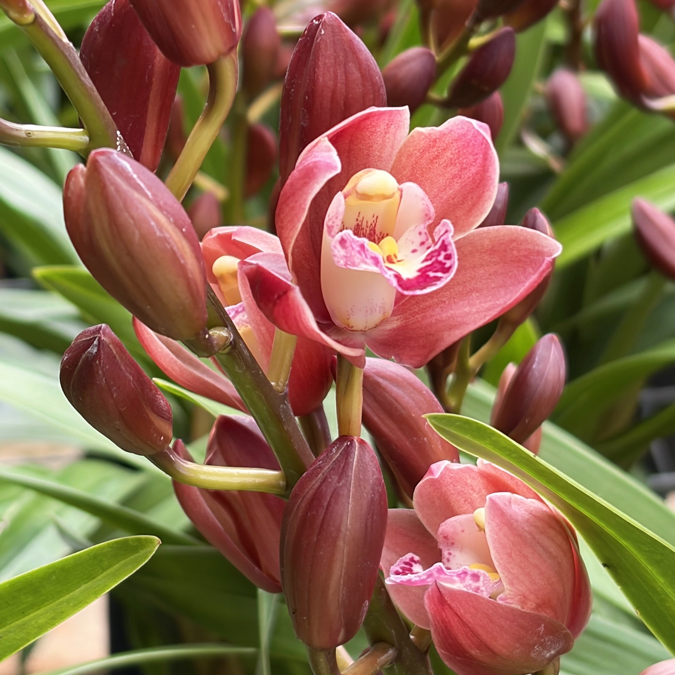 【念兰新农人-胭脂醉】红色系兰花 云南基地直发