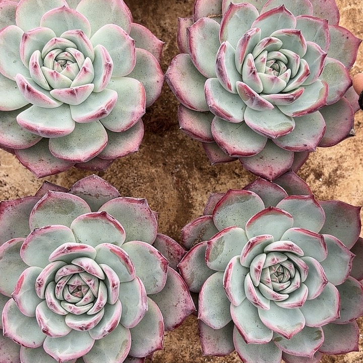 红拉糖（满18包邮，偏远地区1号链接拍十块运费）