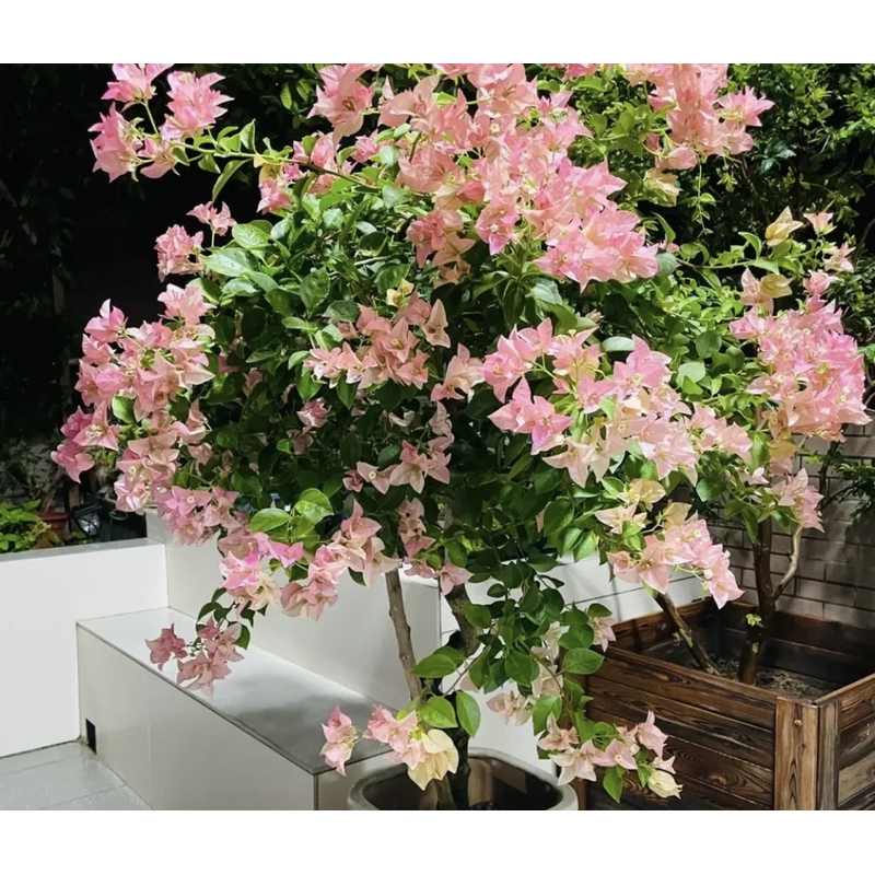 【卡亚塔】三角梅袋苗四季开花勤花品种好养活包对版 不带花