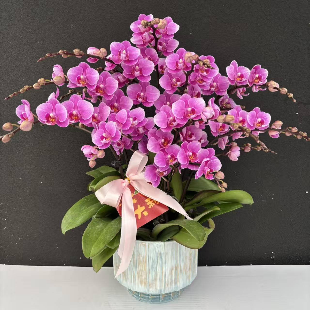 （骄阳公主）蝴蝶兰花卉鲜花高级盆栽观花花卉