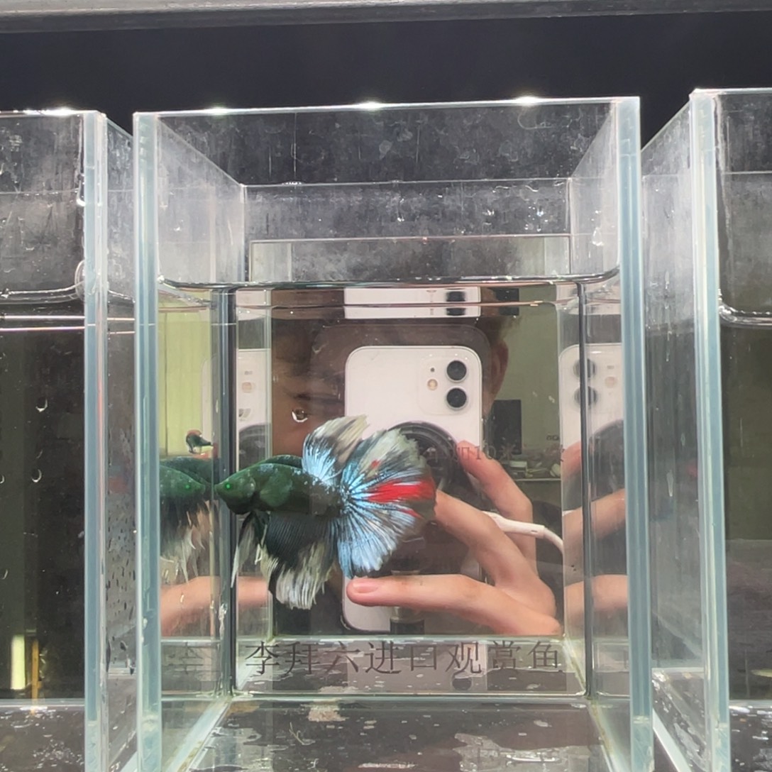 海水鱼精品印尼斗鱼12