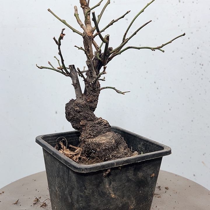 无花朵花花朵朵花朵朵