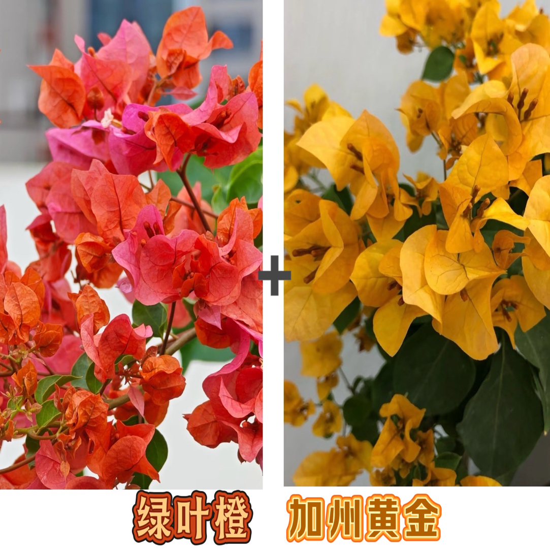 （绿叶橙+加州黄金）到手2棵三角梅四季勤花可爬藤（不带花不带盆）