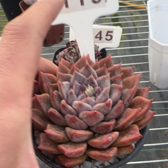 119 。一物一拍多肉