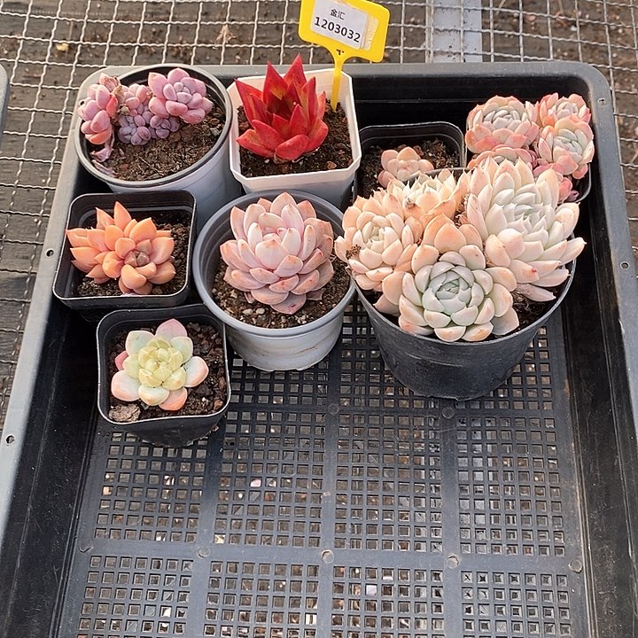 1203032筐拍不售后