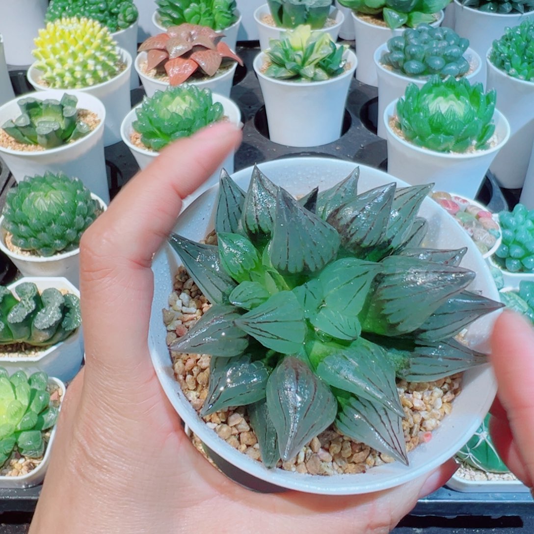 西瓜寿多肉多肉8888