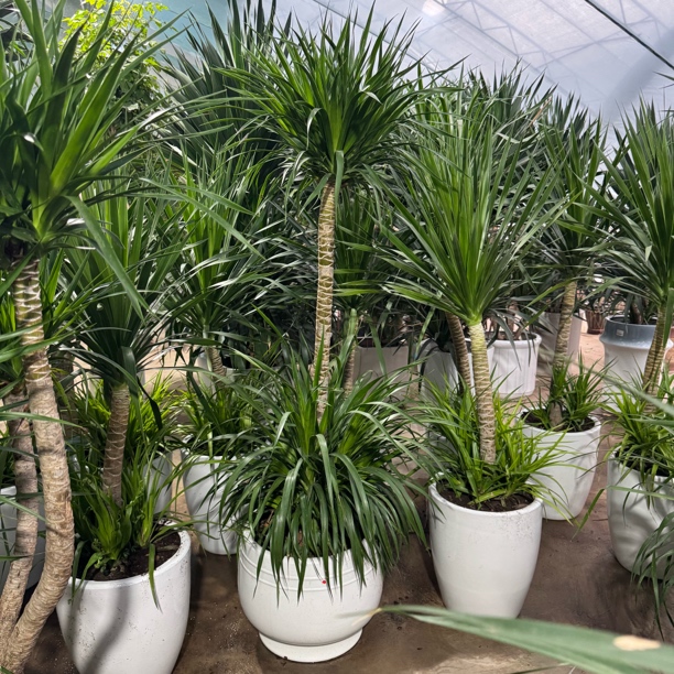 造型双层龙须瓷盆1盆高脚圆盆