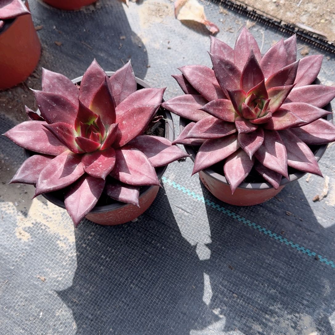 无花朵罗宾大单头