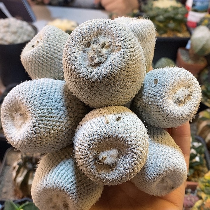 1号自根小人帽子15公分