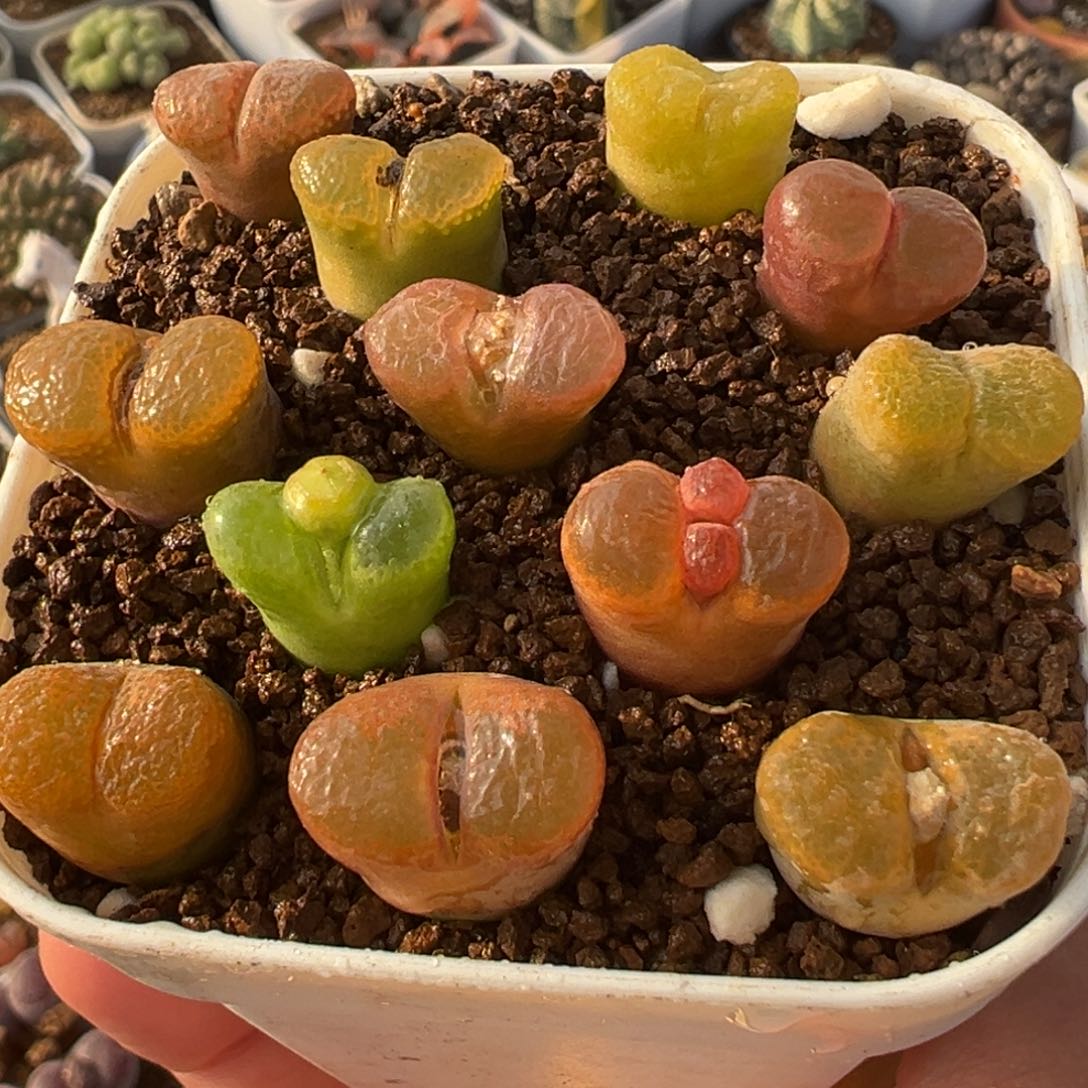 12棵彩虹风铃多肉