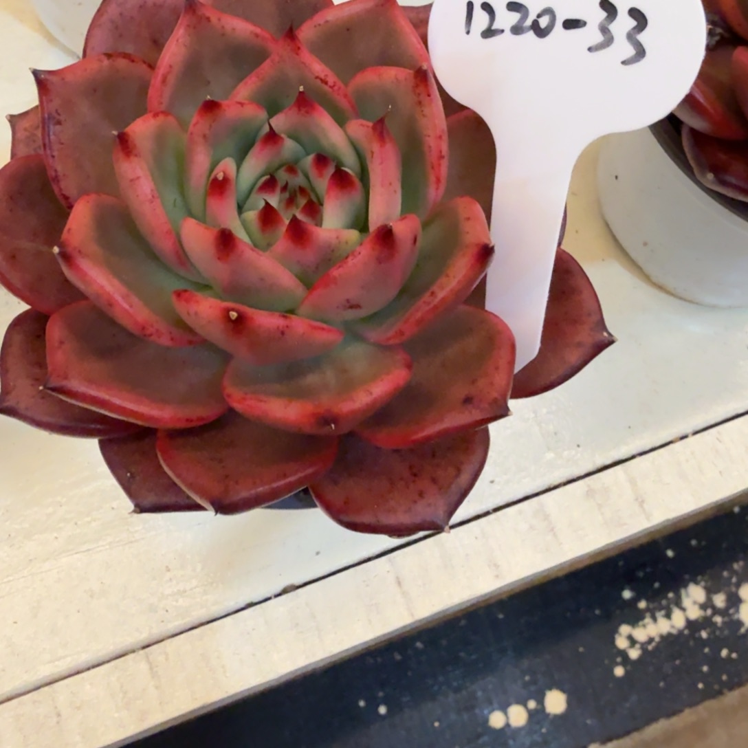 仔***哥1220-33阿姆斯壮拉丝