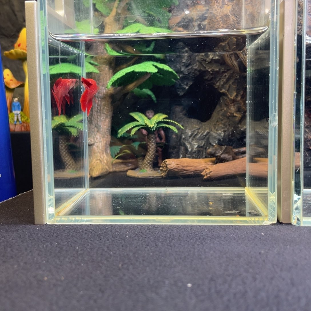 斗鱼十一月三十日竞价母鱼