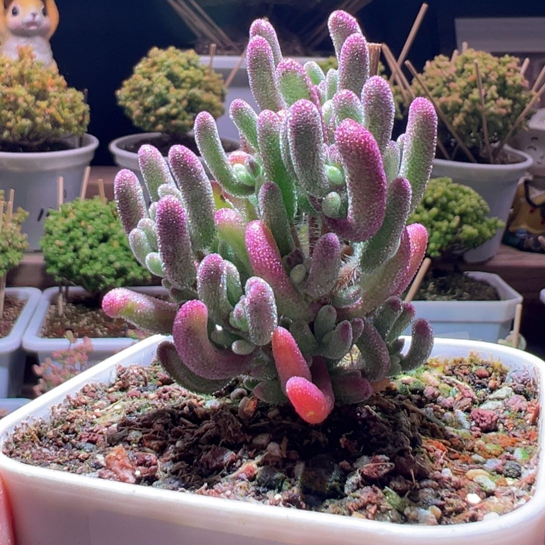 537紫闪光一物一拍带盆土发货