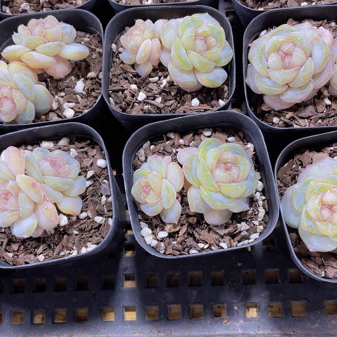 量拍65号 糖心白兰地双头一个