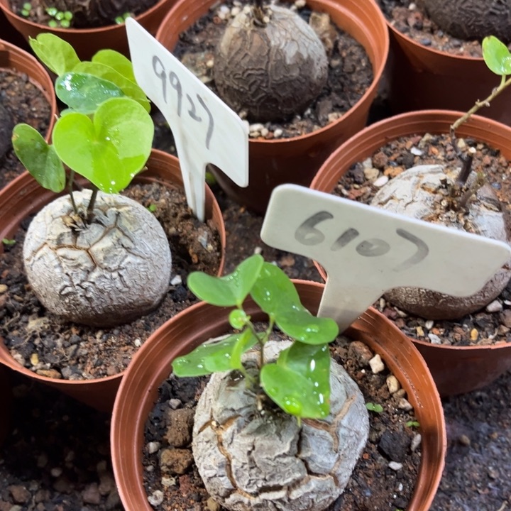 龟甲龙好养皮实好活