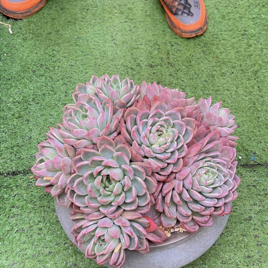 ㊗️**多肉粉冰玉杂交栋不带盆