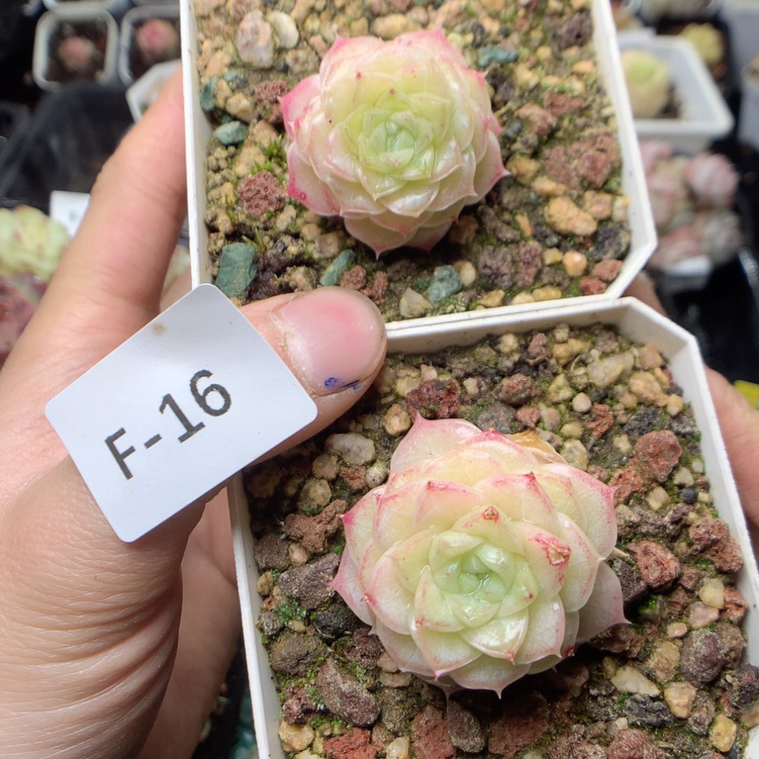 无花朵F16。yyyyyyytt