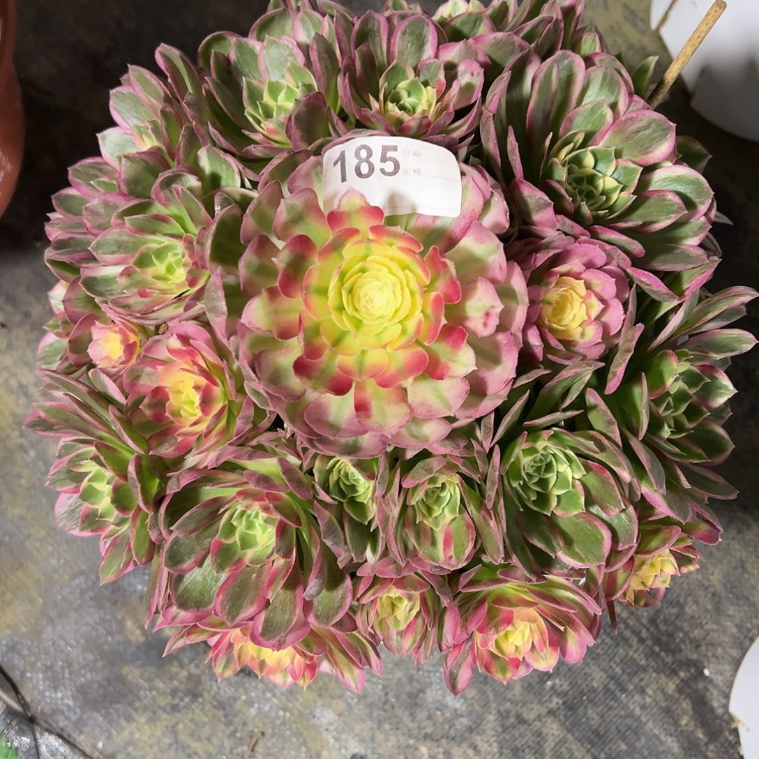 185海仙多天法师植物