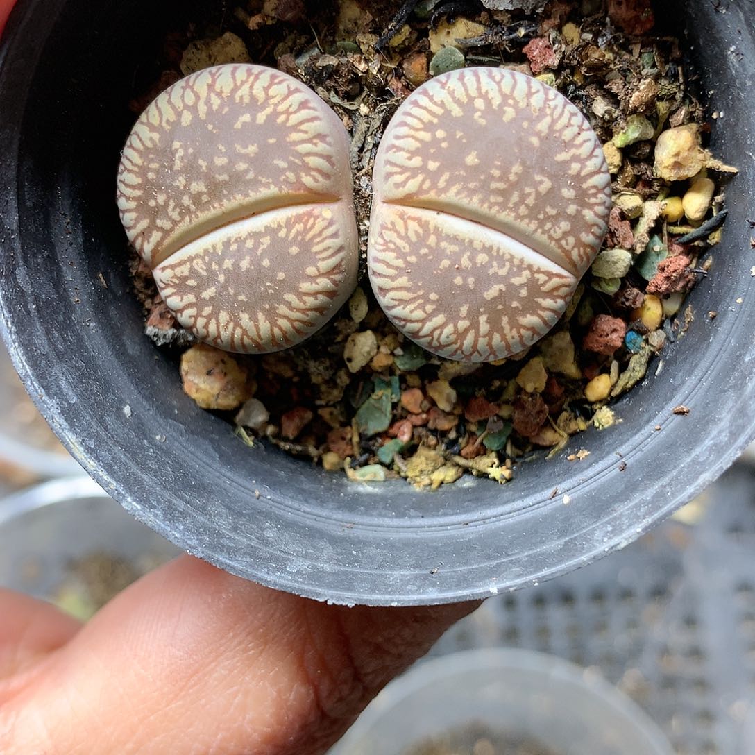 E273多肉植物保护