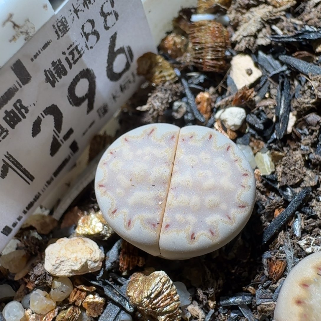 Sss清仓便宜出1296金边