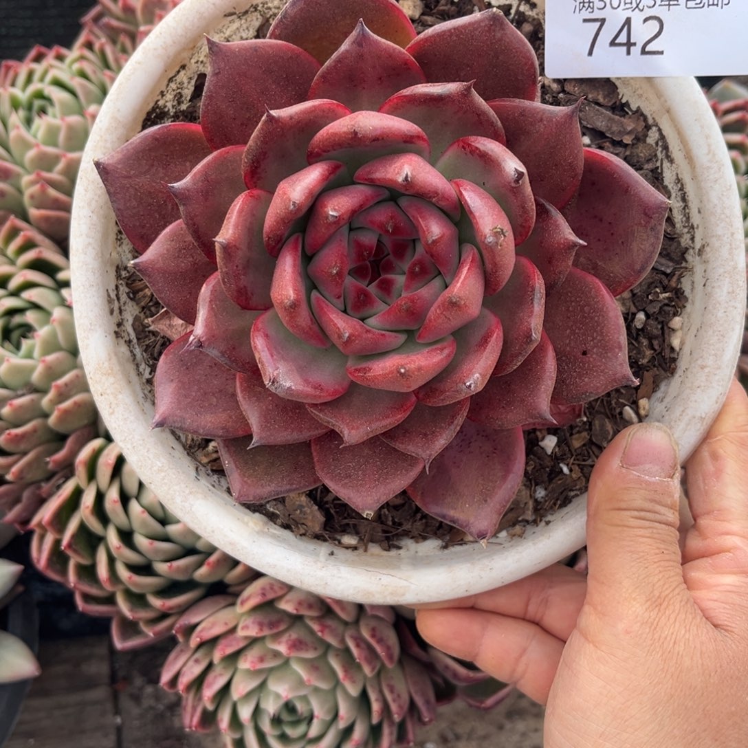 742砖石贝拉多肉植物……