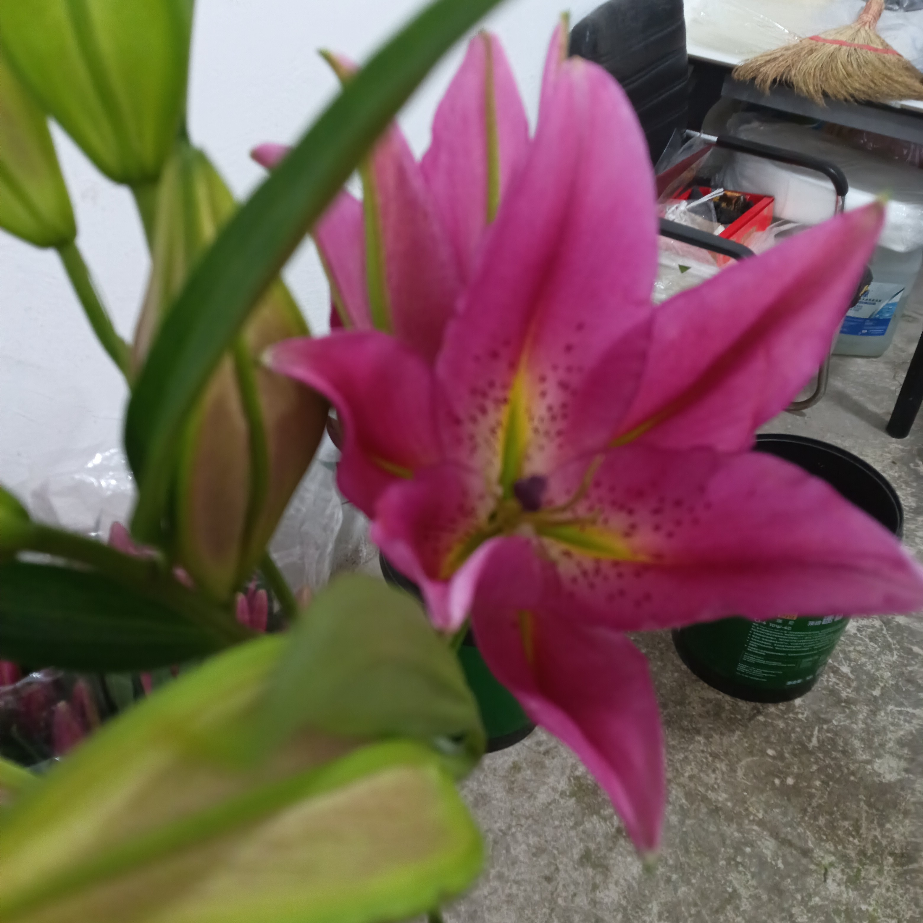新品香水百合（紫霞仙子）粉红色清香型东北鲜花居家插瓶水生鲜切花