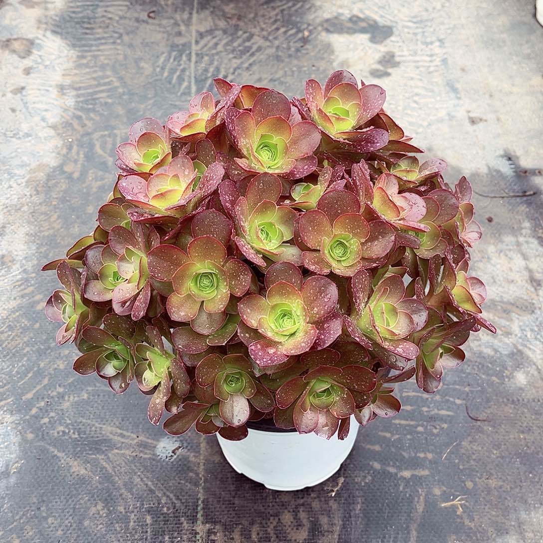 法师多肉哈哈哈哈