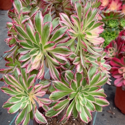 多肉植物微锦锦。