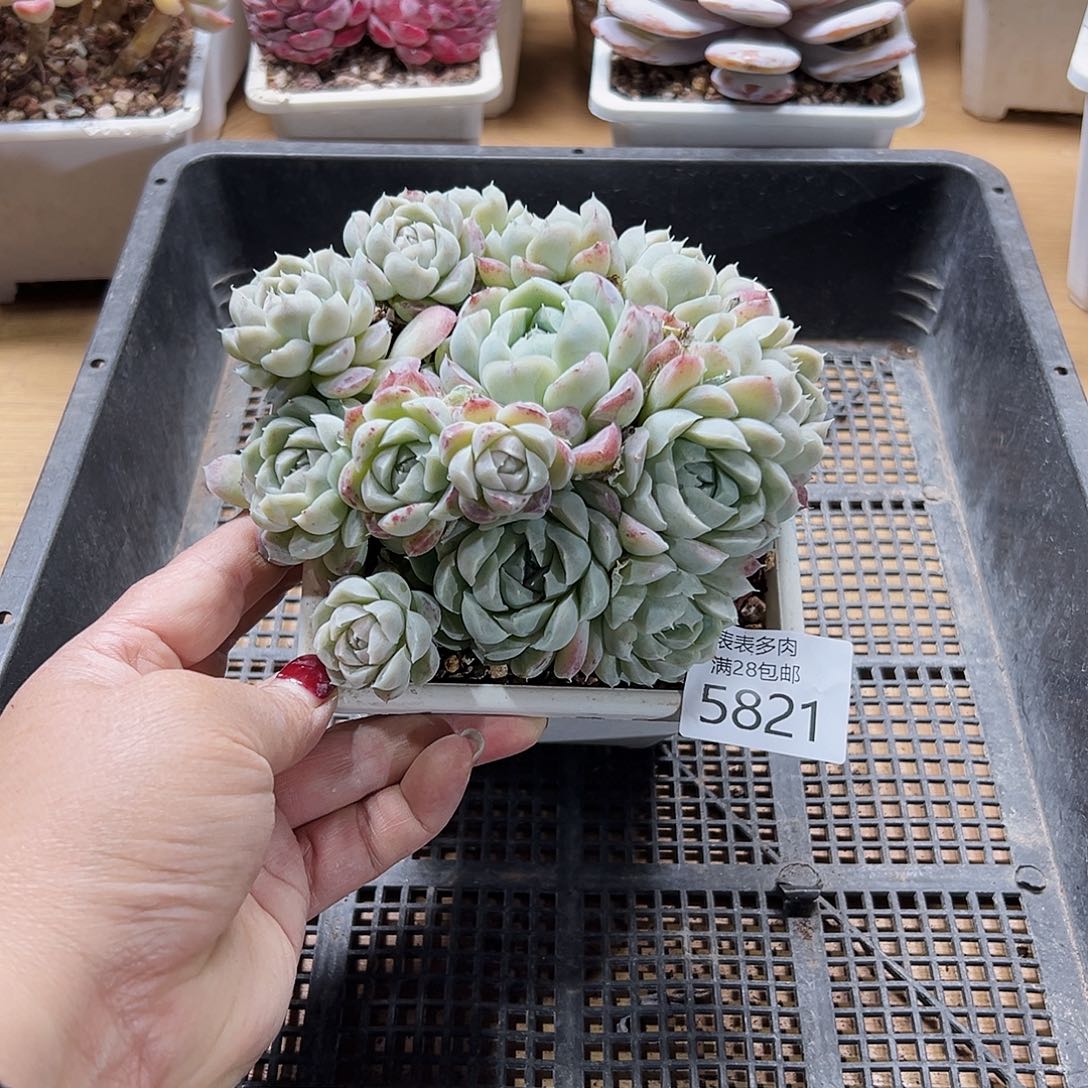 9号我们的确是一5821