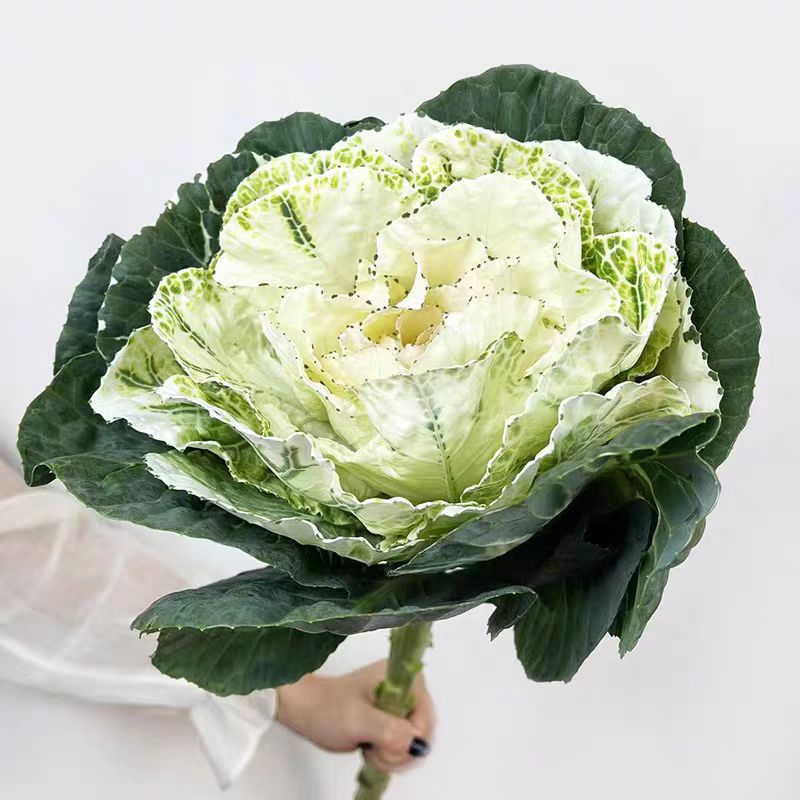 胖胖专属链接 羽衣甘蓝 叶牡丹 鲜切花