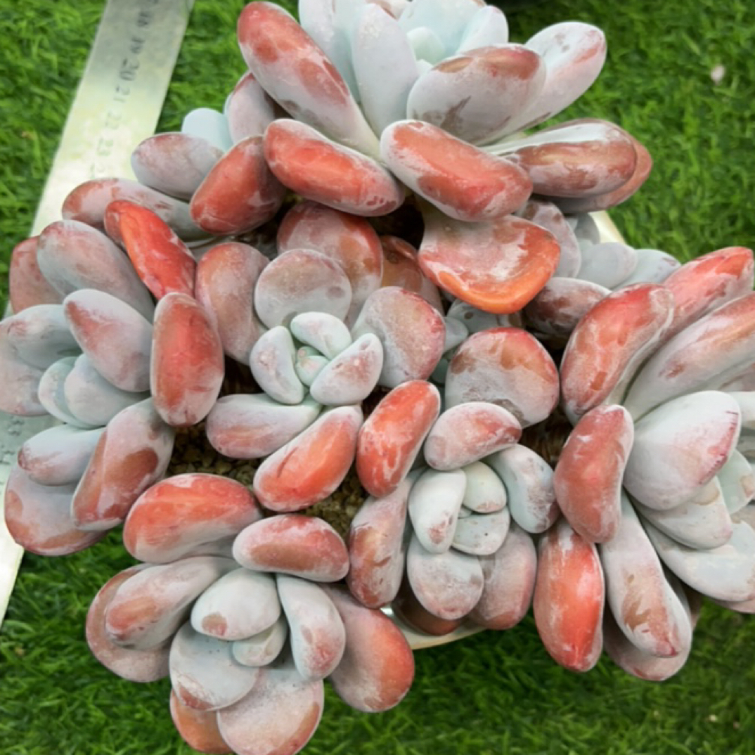 粉兔，精品多肉，一物一拍