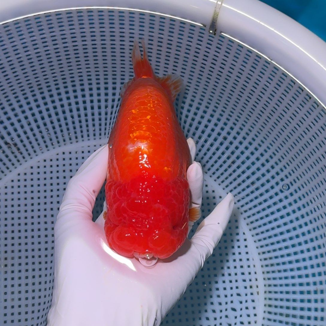 金鱼类不分公母16