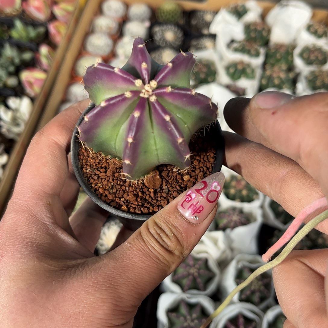 微刺虾单头发货有根发货