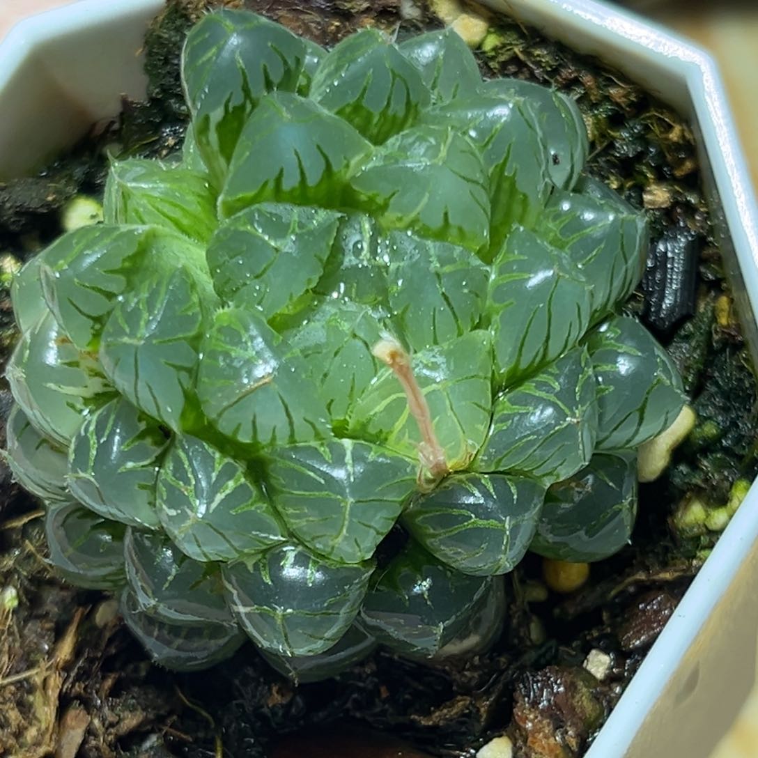 恭喜发财大吉大利579 