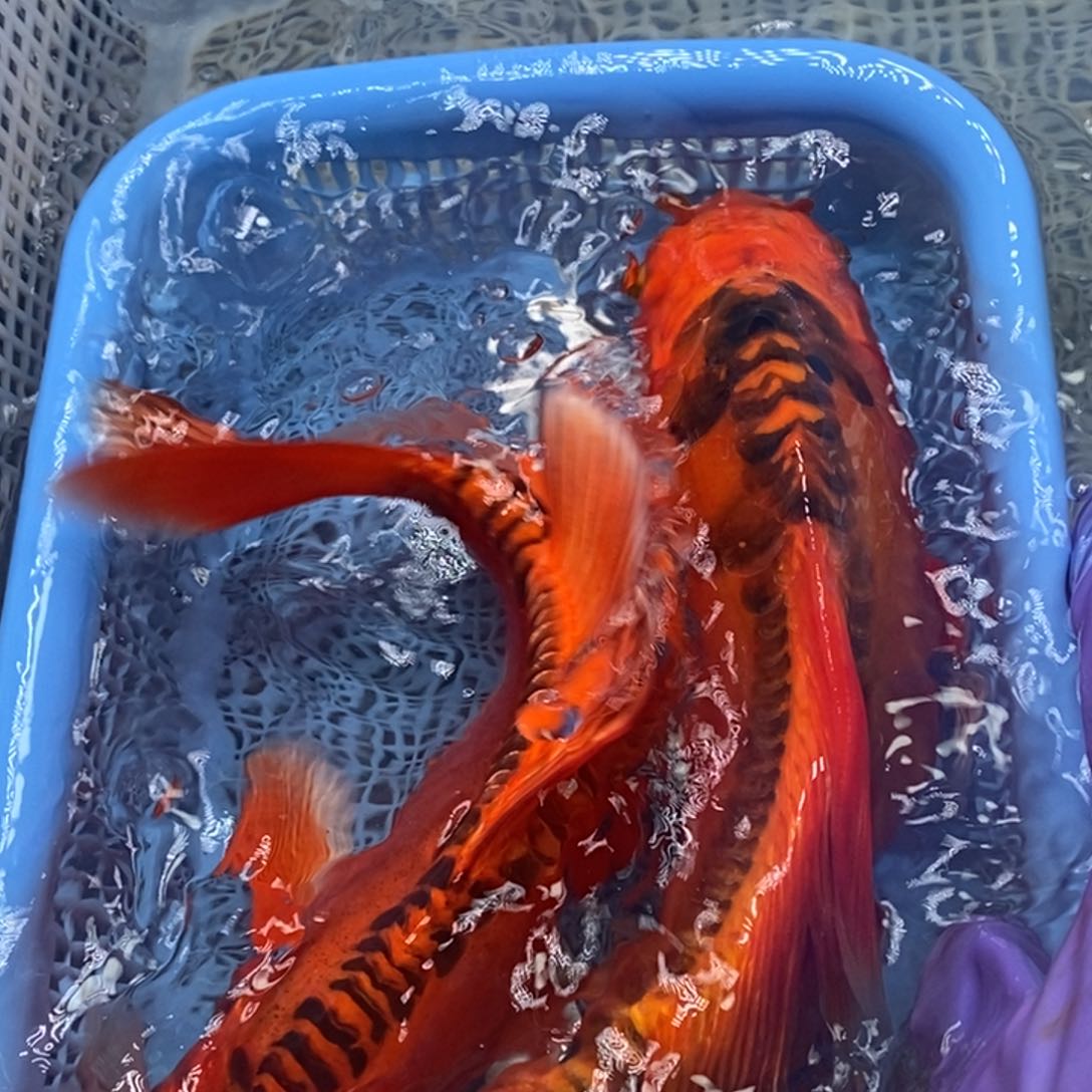 锦鲤冷水锦鲤包邮
